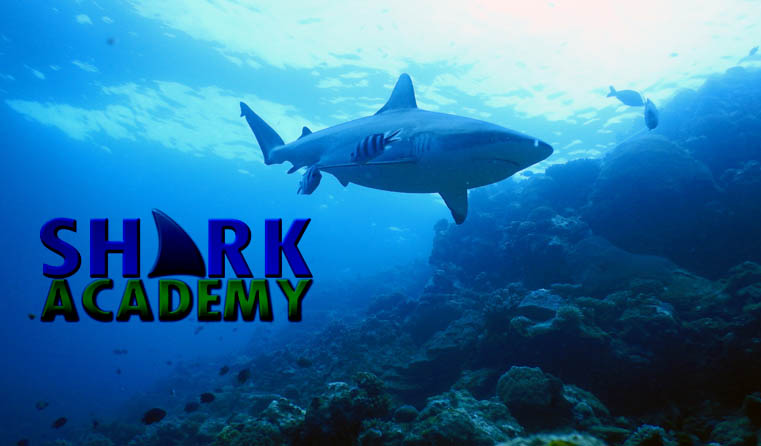 《鲨鱼学院》 Shark Academy 迅雷下载