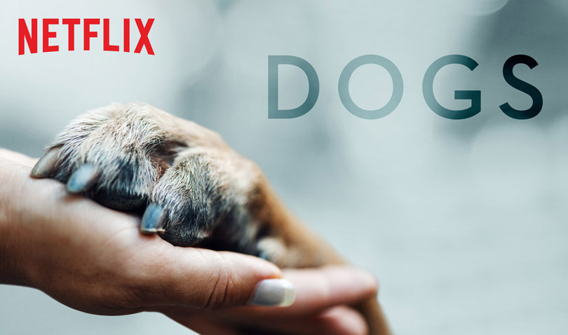 《爱犬情深第一季》 Dogs 迅雷下载