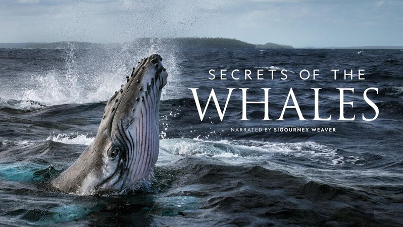 《鲸鱼的秘密第一季》Secrets of the Whales 迅雷下载