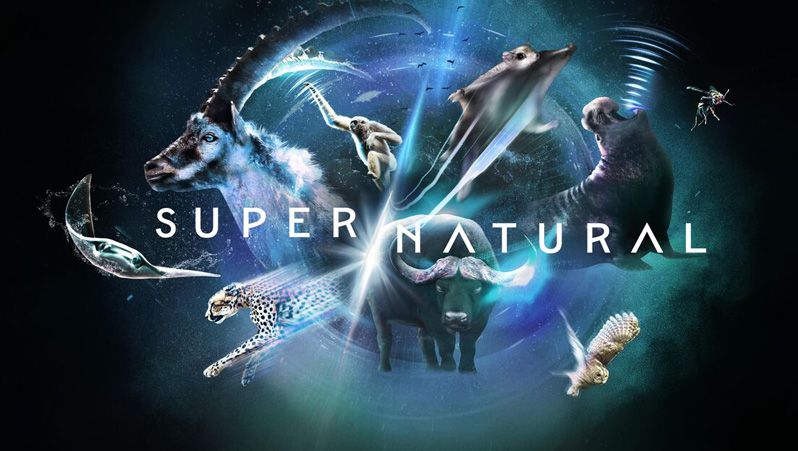 《超/自然第一季》Super/Natural 迅雷下载