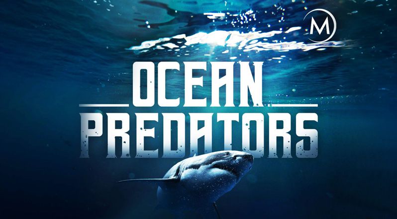 《海洋捕食者第一季》Ocean Predators 迅雷下载