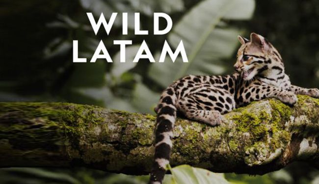 《野性美洲第一季》Wild Latam 迅雷下载