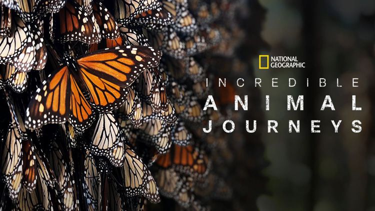 《不可思议的动物之旅第一季》Incredible Animal Journeys 迅雷下载