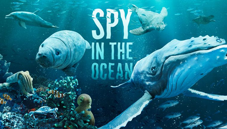 《海洋间谍第一季》Spy in the Ocean 迅雷下载