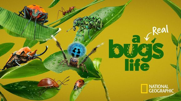 《虫虫历险记第一季》A Real Bug’s Life 迅雷下载